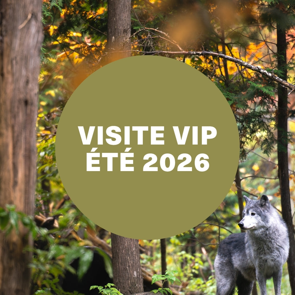 Visite VIP – Été 2026