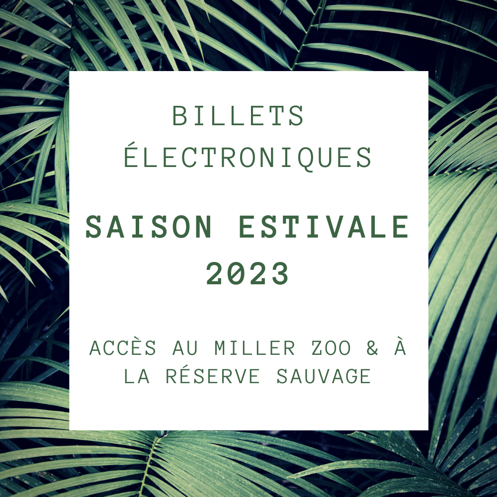 Billet Électronique Saison Estivale 2023