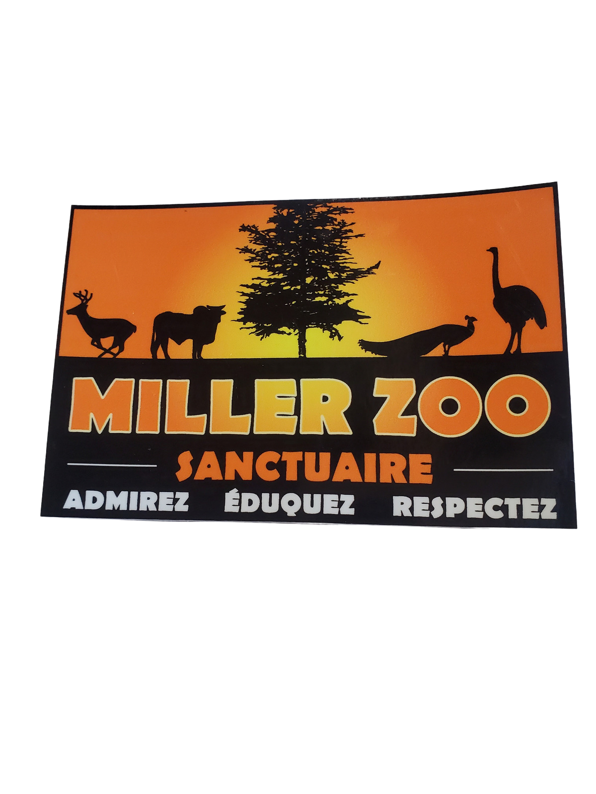 Chaussette Fille - La Boutique du Miller Zoo