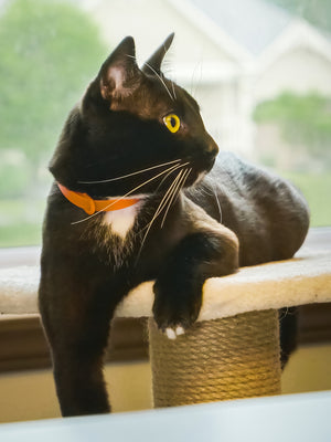 Collier TANGERINE Chat