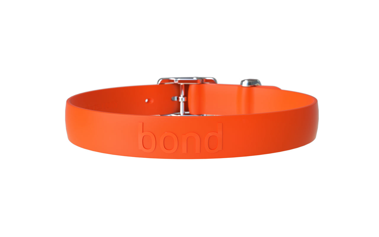 Collier TANGERINE Chien